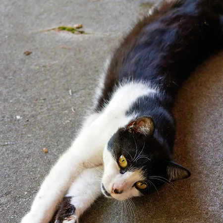 Çiftlik konaklama Hinterhauensteinhof