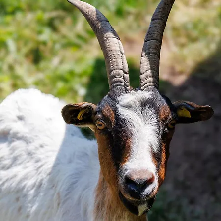 Hinterhauensteinhof Séjour à la ferme Hornberg