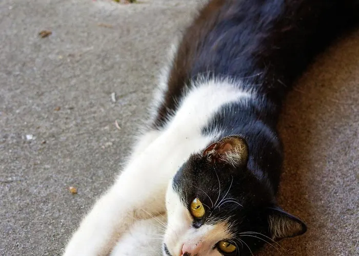 农家乐 Hinterhauensteinhof