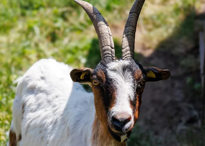 Hinterhauensteinhof Lantgård Hornberg